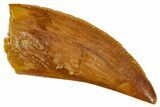 Bargain, Partial Raptor Tooth - Real Dinosaur Tooth #243719-1